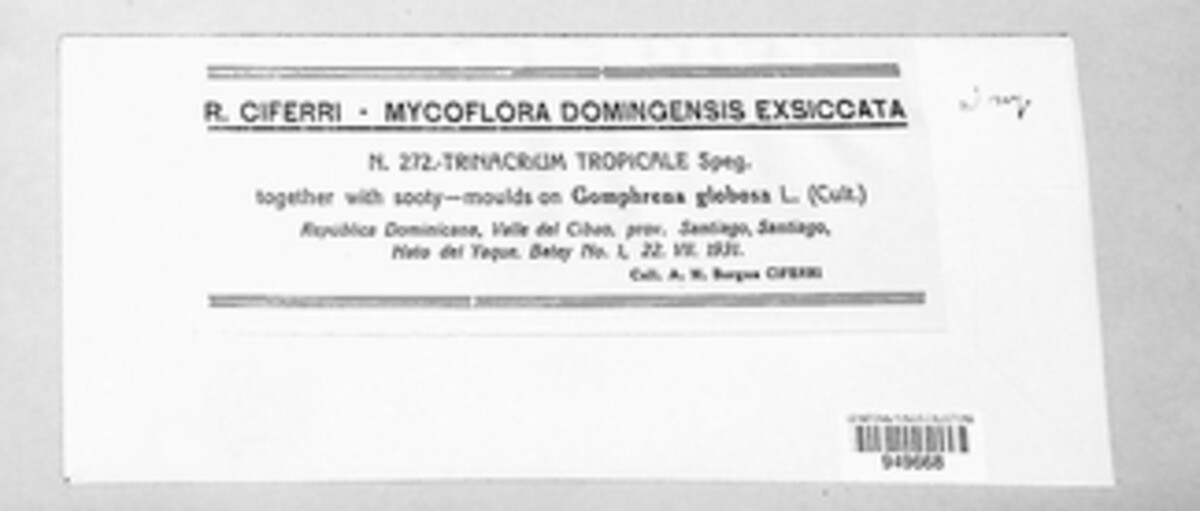 Trinacrium tropicale image